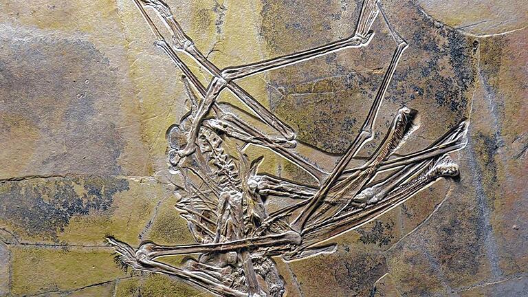 Ein fränkischer Flugsaurier - (dpa) Das Flugsaurier-Skelett einer neuen Art haben Forscher im fränkischen Wattendorf ausgegraben. Das einmalige und sehr gut erhaltene Fossil stamme aus der späten Jura-Zeit vor rund 155 Millionen Jahren, sagte der Leiter des Bamberger Naturkunde-Museums Matthias Mäuser. Der Flugsaurier, der noch nicht wissenschaftlich beschrieben ist und somit keinen Namen hat, sei in den vergangenen Monaten aufwendig präpariert worden. Er hatte ungewöhnlich lange Beine, fast wie Stelzen. „Das hat ihm einen Vorteil gebracht beim Waten im Wasser“, sagte Mäuser, der seit acht Jahren Grabungen in der Region leitet. Der Saurier ernährte sich von kleinen Fischchen, Krebsen und anderen Lebewesen, die er aus dem Wasser filterte. In seinem Bauch sind sogar Fischreste der letzten Mahlzeit versteinert. Die Forscher gehen davon aus, dass es sich mindestens um eine neue Art oder Gattung handelt, möglicherweise sogar eine neue Familie, die übergeordnete Kategorie in der Biologie. Ein fränkischer Flugsaurier - (dpa) Das Flugsaurier-Skelett einer neuen Art haben Forscher im fränkischen Wattendorf ausgegraben. Das einmalige und sehr gut erhaltene Fossil stamme aus der späten Jura-Zeit vor rund 155 Millionen Jahren, sagte der Leiter des Bamberger Naturkunde-Museums Matthias Mäuser. Der Flugsaurier, der noch nicht wissenschaftlich beschrieben ist und somit keinen Namen hat, sei in den vergangenen Monaten aufwendig präpariert worden. Er hatte ungewöhnlich lange Beine, fast wie Stelzen. „Das hat ihm einen Vorteil gebracht beim Waten im Wasser“, sagte Mäuser, der seit acht Jahren Grabungen in der Region leitet. Der Saurier ernährte sich von kleinen Fischchen, Krebsen und anderen Lebewesen, die er aus dem Wasser filterte. In seinem Bauch sind sogar Fischreste der letzten Mahlzeit versteinert. Die Forscher gehen davon aus, dass es sich mindestens um eine neue Art oder Gattung handelt, möglicherweise sogar eine neue Familie, die übergeordnete Kategorie in der Biologie.