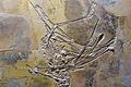 Ein fränkischer Flugsaurier       -  (dpa)   Das Flugsaurier-Skelett einer neuen Art haben Forscher im fränkischen Wattendorf ausgegraben. Das einmalige und sehr gut erhaltene Fossil stamme aus der späten Jura-Zeit vor rund 155 Millionen Jahren, sagte der Leiter des Bamberger Naturkunde-Museums Matthias Mäuser. Der Flugsaurier, der noch nicht wissenschaftlich beschrieben ist und somit keinen Namen hat, sei in den vergangenen Monaten aufwendig präpariert worden. Er hatte ungewöhnlich lange Beine, fast wie Stelzen. &bdquo;Das hat ihm einen Vorteil gebracht beim Waten im Wasser&ldquo;, sagte Mäuser, der seit acht Jahren Grabungen in der Region leitet. Der Saurier ernährte sich von kleinen Fischchen, Krebsen und anderen Lebewesen, die er aus dem Wasser filterte. In seinem Bauch sind sogar Fischreste der letzten Mahlzeit versteinert. Die Forscher gehen davon aus, dass es sich mindestens um eine neue Art oder Gattung handelt, möglicherweise sogar eine neue Familie, die übergeordnete Kategorie in der Biologie.
