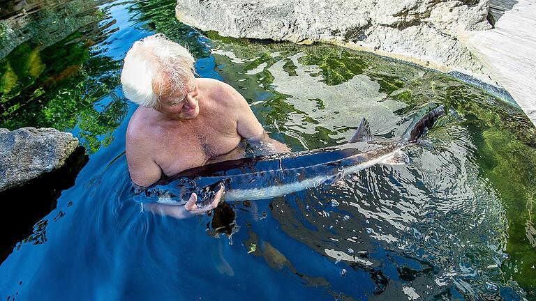 Der Gartenteich ist der Traum vieler Hausbesitzer. Wolfgang Kohlhepp aus Oberwerrn (Lkr. Schweinfurt) hat neben Pool einem kleinen Naturteich auch einen Schwimmteich, in dem er mit Kois und Stör badet.