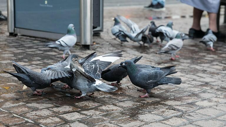 Straßentauben suchen am Oberen Markt in Würzburg nach Essensresten.&nbsp;