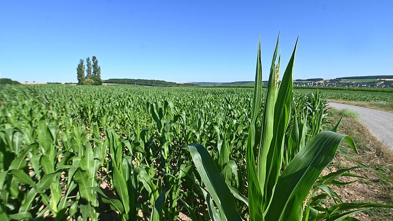 Ob am Oberen Dümmersberg ein Baugebiet entstehen soll, ist die Frage, die sich beim Bürgerentscheid am 24. Juli den Wählerinnen und Wählern in Ochsenfurt stellt.