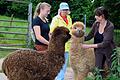 Auf der Orenda-Ranch freuten sich die Alpakas über Besuch. Rechts die Chefin Birgit Appel-Wimschneider. Foto: Dieter Britz       -  Auf der Orenda-Ranch freuten sich die Alpakas über Besuch. Rechts die Chefin Birgit Appel-Wimschneider. Foto: Dieter Britz