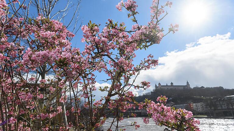 Willkommen Frühling: Die ersten Blüten zeigen sich bei strahlendem Sonnenschein am Alten Kranen in Würzburg.