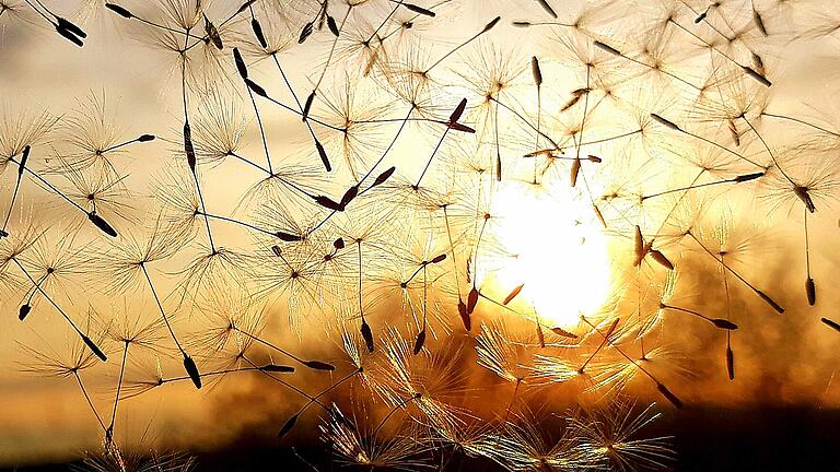 Bei untergehender Sonne wirken die Samenträger der Pusteblume, als kämen sie aus einer anderen Welt.