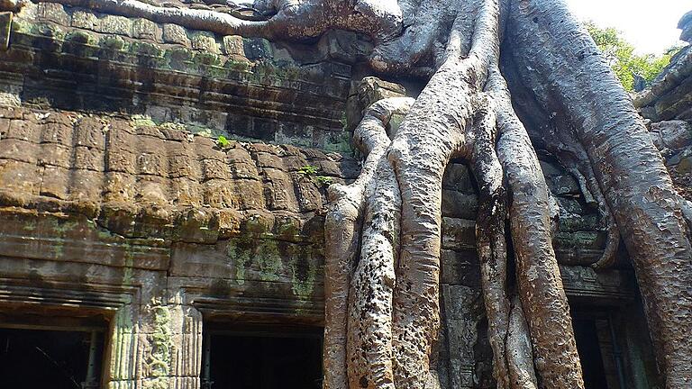 Überwuchert: Jahrhundertealte Baumriesen erobern die antiken Tempelanlagen von Angkor Wat in Kambodscha. Überwuchert: Jahrhundertealte Baumriesen erobern die antiken Tempelanlagen von Angkor Wat in Kambodscha.