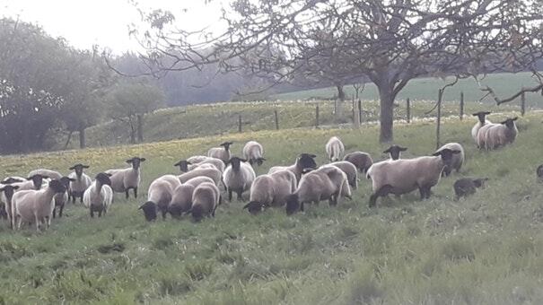 Auf dem Matthäushof in Unterickelsheim leben Schafe, Rinder und Schweine.