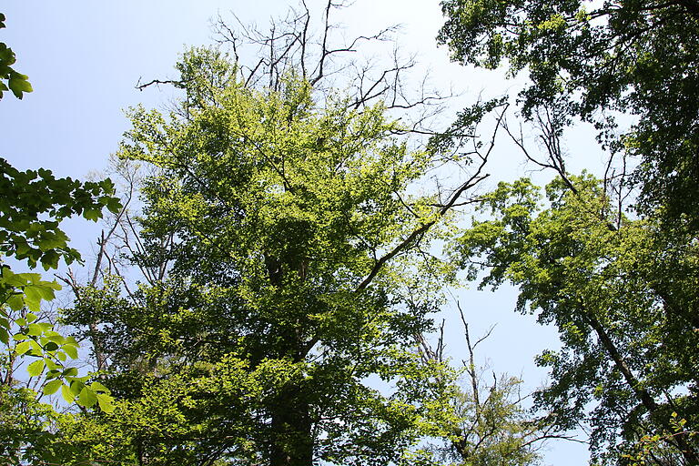 Abgestorbene Bäume und Baumkronen auf dem Sodenberg.