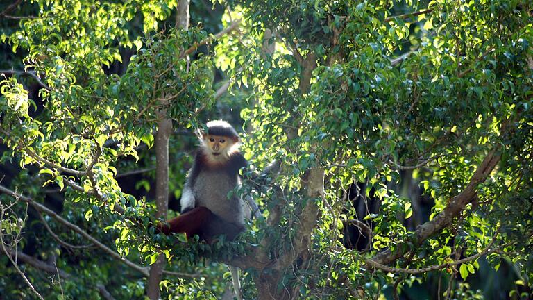 Rotschenklige Kleideraffen       -  Rotschenklige Kleideraffen und andere ausgefallene Tierarten werden in Laos ab sofort besser geschützt. (Archivbild)