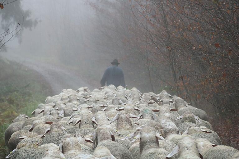 Folget dem Hirten: Die rund 450 Tiere umfassende Schafherde läuft auf dem Radweg zwischen Krommenthal und Partenstein Schäfer Peter Amend hinterher.