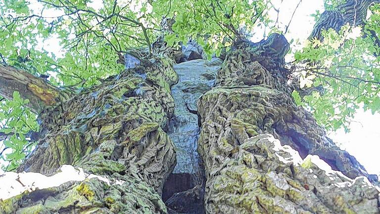 Naturdenkmal: Wie ein Riese auf zwei Beinen mutet die 1000-jährige Eiche an.