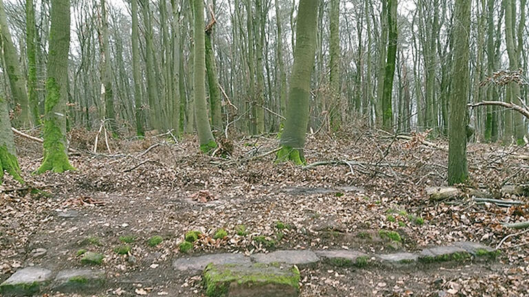 Relikte unterm Laub: Fundamente der Schlossmannhütte fanden sich auf dem Buchenberg.