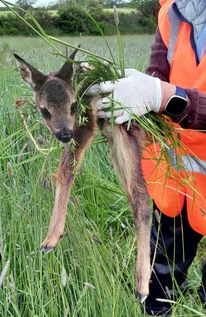 Behutsam, mit Einmalhandschuhen und frischen Gras umfasst, holt Kristin Schleyer das Rehkitz aus der Wiese.