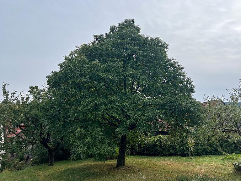 Die Esskastanie ist in Ulsamers Augen 'einfach ein Prachtkerl'. Die Esskastanie ist in Ulsamers Augen 'einfach ein Prachtkerl'.