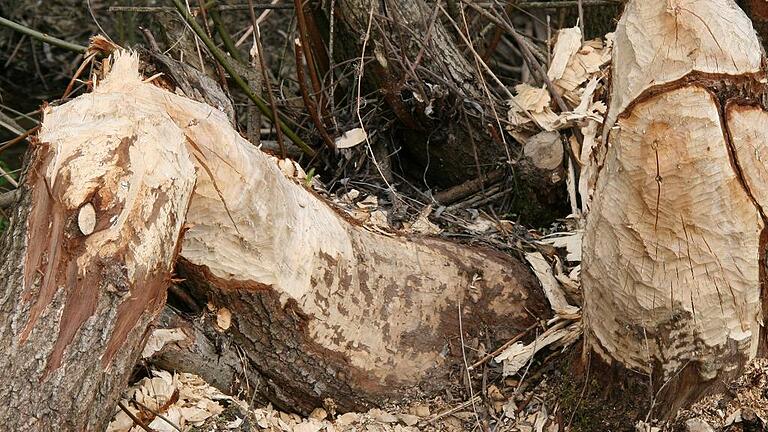 Mit seinen scharfen Zähnen kann der Biber Bäume fällen, wie hier zu sehen bei einem Wehr im Hundsbach. Mit seinen scharfen Zähnen kann der Biber Bäume fällen, wie hier zu sehen bei einem Wehr im Hundsbach.