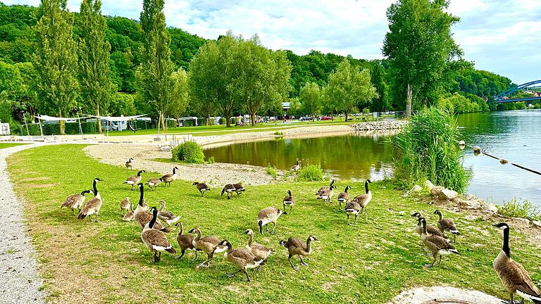 Aktuell wird die neue Badebucht nur von den Nilgänsen genutzt – ein großes Problem für die Stadt.&nbsp;