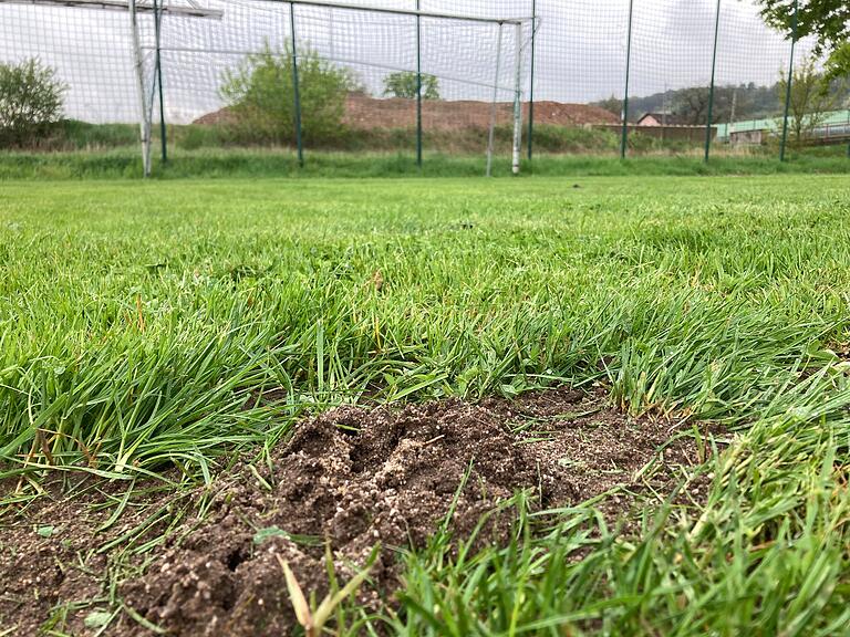Auf dem Goßmannsdorfer Sportplatz trieb 2022 ein Maulwurf sein Unwesen. Auf dem Goßmannsdorfer Sportplatz trieb 2022 ein Maulwurf sein Unwesen. 