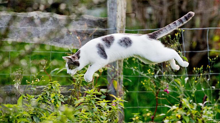 52870705.jpg       -  Von dem neuen Gesetz wären nur Hauskatzen betroffen, die auch frei herumlaufen, sogenannte Freigänger-Katzen.