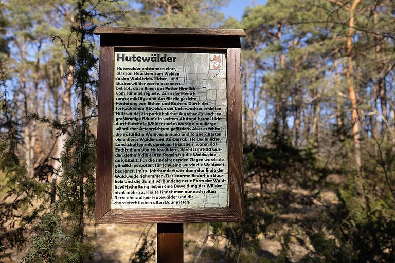 Unterwegs erzählen etliche Tafeln von der Entwicklung des Waldes.