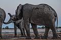 Elefantenbullen in Namibia       -  Drei Elefantenmännchen begrüßen sich am Mushara-Wasserloch in Namibia.