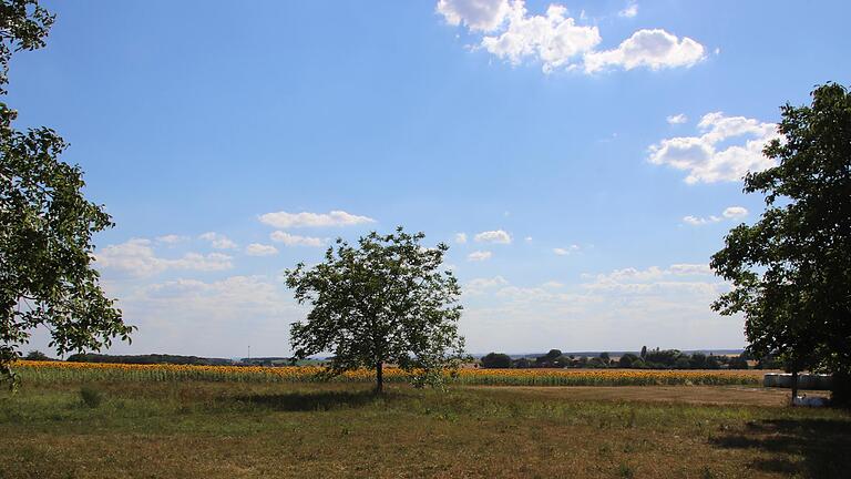 Weitblick auf das gelbe Sonnenblumenfeld. Weitblick auf das gelbe Sonnenblumenfeld.