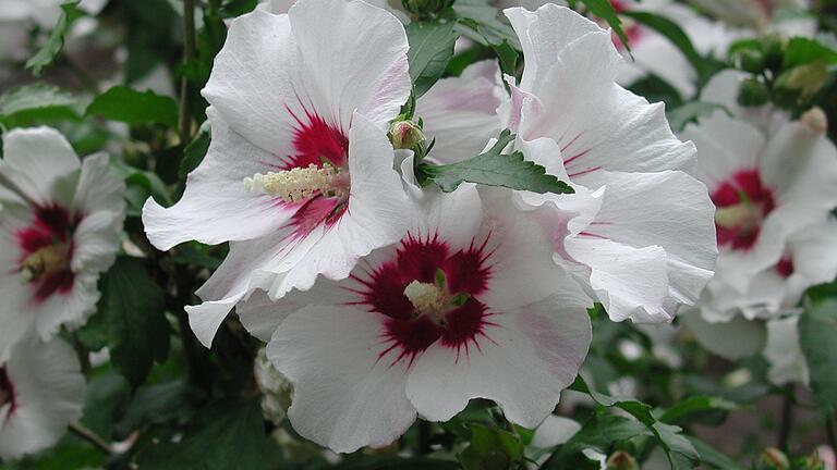 Damit der Hibiskus im Sommer so prächtig blüht: Nicht gleich an den Sonnenplatz stellen!&nbsp;
