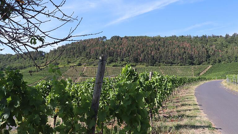 Der Blick von den Iphöfer Weinbergen auf die südwestliche Seite des Schwanbergs zeigte im Sommer 2019 viele braune, teils abgestorbene Schwarzkiefern.