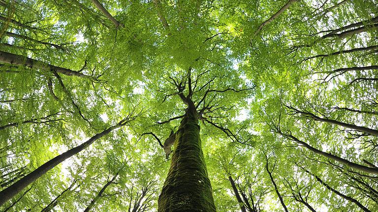 Ein Bündnis aus Naturschützerinnen und Naturschützern sowie Bürgerinitiativen nimmt eineinhalb Jahre vor der nächsten Landtagswahl einen neuen Anlauf für einen Nationalpark im Steigerwald.