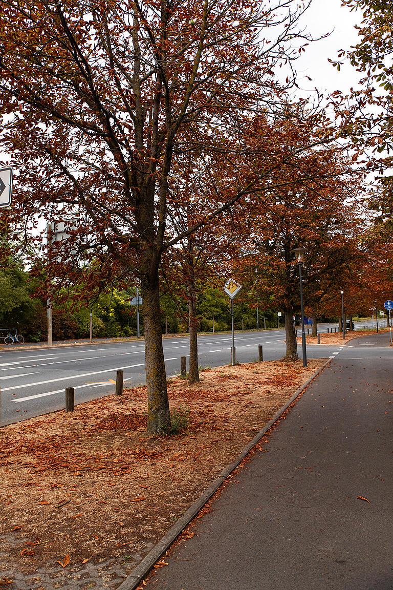 Wenn man die Würzburger Straßen entlang schlendert, sieht es beinahe so aus wie auf einem Herbstspaziergang, da die Bäume die Blätter verlieren, die dann braun am Boden liegen.