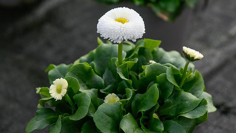 Das Gänseblümchen kann auf dem Balkon und auch im Garten viel Freude bringen. Das Gänseblümchen kann auf dem Balkon und auch im Garten viel Freude bringen.