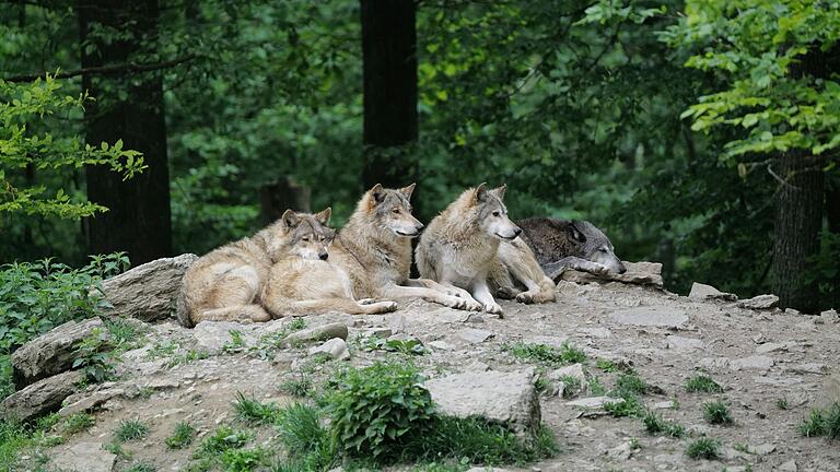 Bekannt ist der Wildpark Bad Mergentheim vor allem für seine Wölfe: Das Rudel, dem rund 30 Kanadische Timberwölfe angehören, ist das wohl größte in Europa. Bekannt ist der Wildpark Bad Mergentheim vor allem für seine Wölfe: Das Rudel, dem rund 30 Kanadische Timberwölfe angehören, ist das wohl größte in Europa.