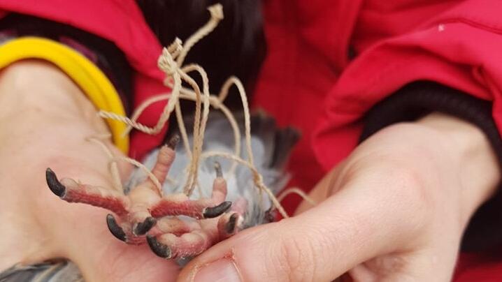 Wegen einer Taube, die sich in einem Netz auf dem Dach eines Hauses in der Hohe Brückengasse verfangen hatte, musste die Feuerwehr Schweinfurt am 3. Februar mit der Drehleiter anrücken und das schwer verletzte Tier befreien. Der Fall sorgt für große Diskussionen im Netz. Wegen einer Taube, die sich in einem Netz auf dem Dach eines Hauses in der Hohe Brückengasse verfangen hatte, musste die Feuerwehr Schweinfurt am 3. Februar mit der Drehleiter anrücken und das schwer verletzte Tier befreien. Der Fall sorgt für große Diskussionen im Netz.
