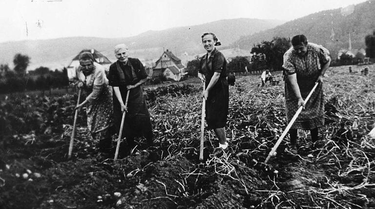 Beschwerliche Arbeit in der Landwirtschaft: Kartoffelernte in Sackenbach bei Lohr in den 1950er-Jahren. Beschwerliche Arbeit in der Landwirtschaft: Kartoffelernte in Sackenbach bei Lohr in den 1950er-Jahren. 