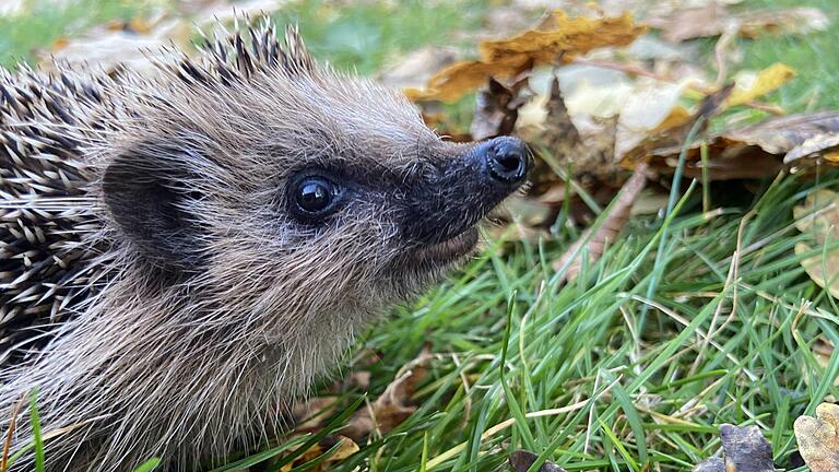 Laub im Garten lieben Igel. Und es ist für sie auch überlebenswichtig Foto: Martina Gehret/BN       -  Laub im Garten lieben Igel. Und es ist für sie auch überlebenswichtig Foto: Martina Gehret/BN