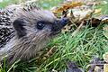 Laub im Garten lieben Igel. Und es ist für sie auch überlebenswichtig Foto: Martina Gehret/BN       -  Laub im Garten lieben Igel. Und es ist für sie auch überlebenswichtig Foto: Martina Gehret/BN