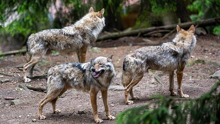 Sollen die jungen Rhöner Wolfshybriden getötet werden. Tierschützer halten eine Sterilisation für ausreichend. Das Symbolfoto zeigt Wölfe in einem Tierpark.