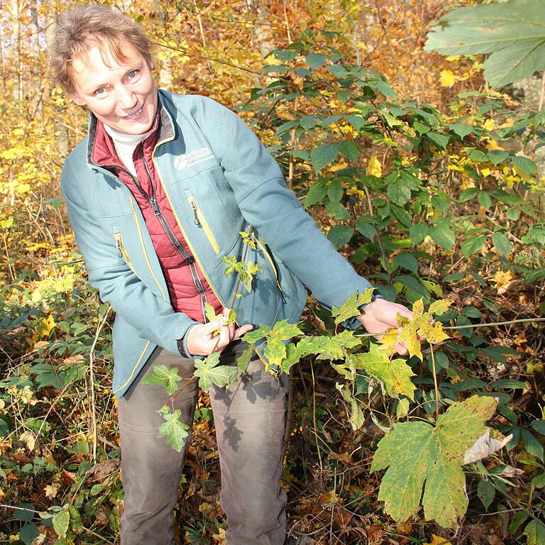 Alle drei Ahorn-Arten wachsen hier nebeneinander: Petra Diener zeigt die unterschiedlichen Blätter von (von links) Feld-, Spitz- und Bergahorn.