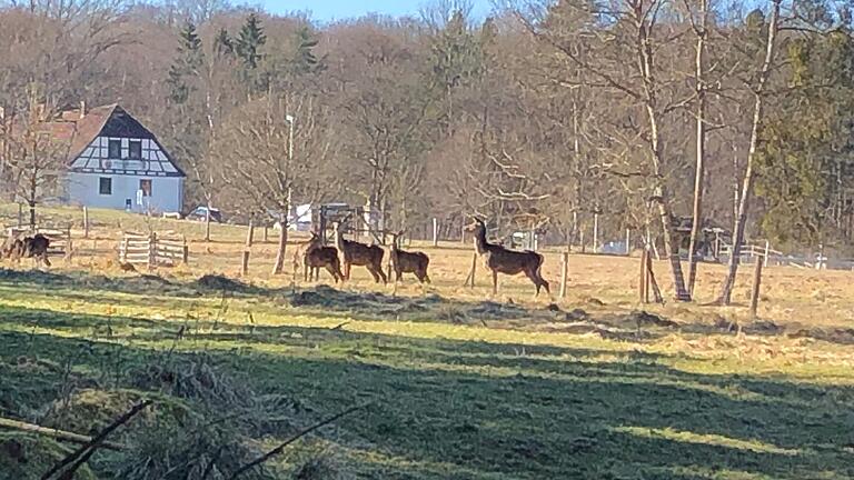 Da sind sie wieder, die Ausreißer. Das Rotwild war nach einem Sturm in der vergangenen Woche aus dem Wildgehege am Samachshof ausgebrochen.