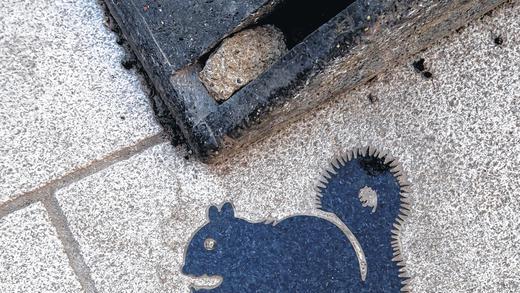 Eichhörnchen in der Eichhornstraße: Einige dieser &bdquo;Wappentiere&ldquo; zieren das Pflaster der neuen Fußgängerzone.