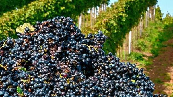 Ein &bdquo;Wein-Berg&ldquo; im wahrsten Sinne des Wortes, aufgenommen bei Sulzfeld.
