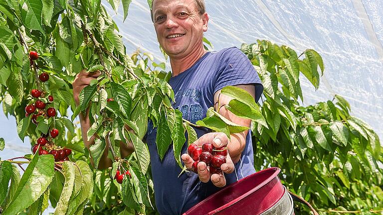 Obstbauer Herbert Leibold aus Fahr bei Volkach erntet dieses Jahr seine Süßkirschen von der Sorte Bellise früher als sonst. Leibold baut insgesamt 15 Sorten Süßkirschen auf 1,5 Hektar bei Fahr an. Obstbauer Herbert Leibold aus Fahr bei Volkach erntet dieses Jahr seine Süßkirschen von der Sorte Bellise früher als sonst. Leibold baut insgesamt 15 Sorten Süßkirschen auf 1,5 Hektar bei Fahr an.