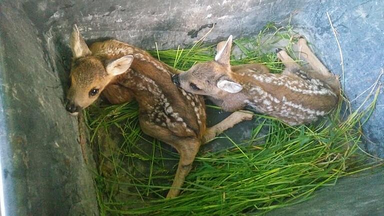 Diese beiden Rehkitze dürfen nach einem kurzen Aufenthalt in einer mit Gras belegten Wanne bald wieder zu ihrer Mutter zurück in die Natur.