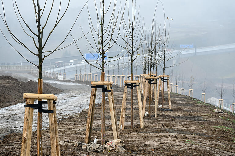 Die Bäume sind gepflanzt, der künftige Weg entlang der nördlichen Hangkante ist bereits erkennbar. Später sollen hier noch Bänke für die Spaziergänger angebracht werden, die dann den Blick auf die Stadt genießen können.