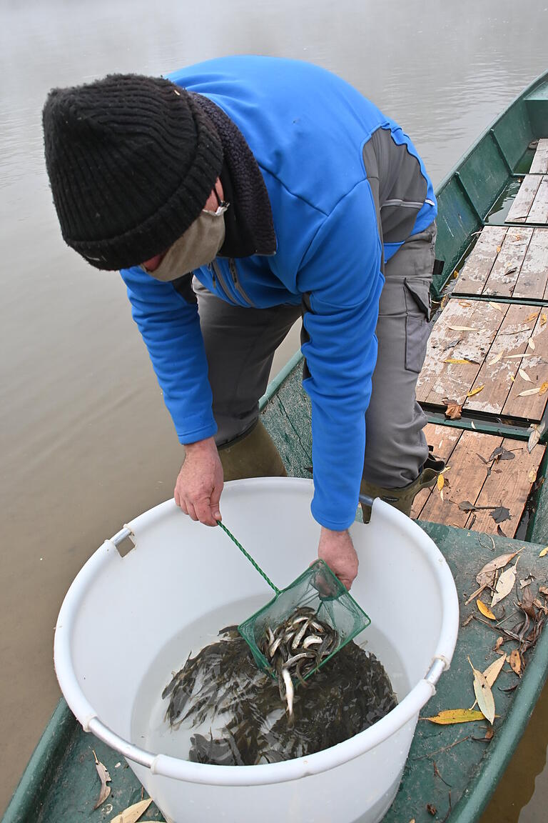 Fischwirtschaftsmeister Matthias Schäffner mit den Barben, die im Teichbetrieb des Bezirks Unterfranken in Maidbronn herangezogen wurden. Fischwirtschaftsmeister Matthias Schäffner mit den Barben, die im Teichbetrieb des Bezirks Unterfranken in Maidbronn herangezogen wurden.
