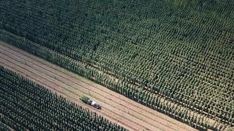 Hopfenernte Sachsen       -  Von einigen Sorten wird zu viel Hopfen angebaut. (Archivbild)
