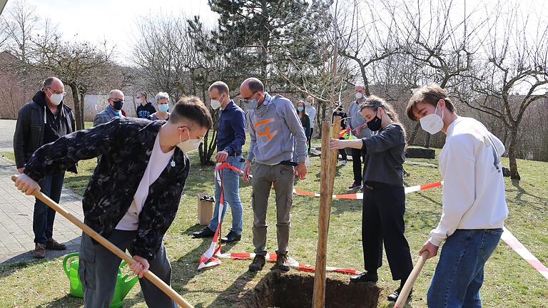 Gingko-Baum gepflanzt zum 20-jährigen Bestehen des Veitshöchheimer Gymnasiums: Die Schülersprecher Andreas Schässburger und Pascal Schascheck schaufelten Erde in das Pflanzloch.