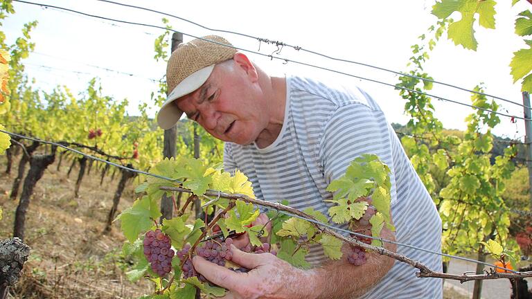 Für Klemens Rumpel, den langjährigen Kellermeister des Weinguts Lange, ist es heuer die 48. Weinlese als Winzer. Hier erntet er die Sorte 'Perle'.       -  Für Klemens Rumpel, den langjährigen Kellermeister des Weinguts Lange, ist es heuer die 48. Weinlese als Winzer. Hier erntet er die Sorte 'Perle'.