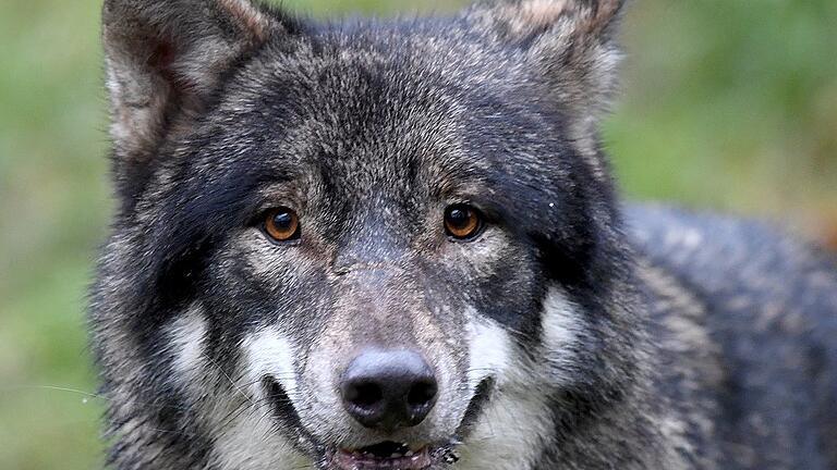 Wolf       -  Nachdem vor kurzem im Schwarzwald offenbar ein Wolf eine Schafherde angegriffen und viele Tiere getötet hat, fordern Bauernvertreter schärfere Maßnahmen.