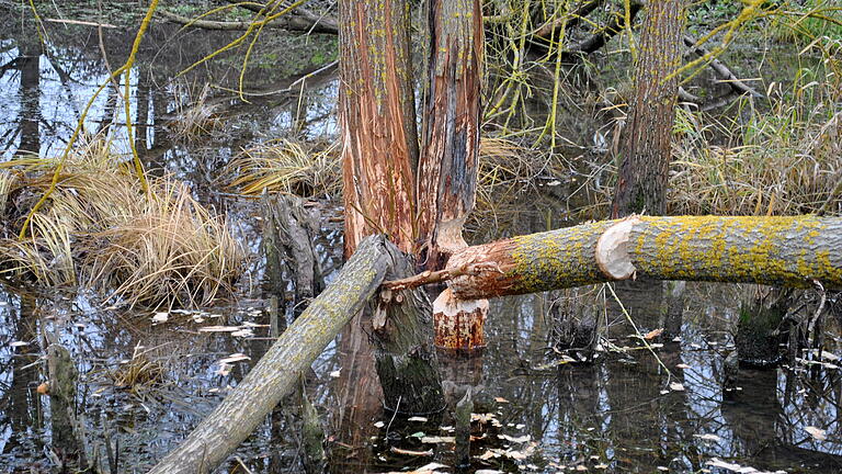 Die Gemeinden sehen die Schäden, die der Biber verursacht, die Naturschützer den Zugewinn in der Natur.