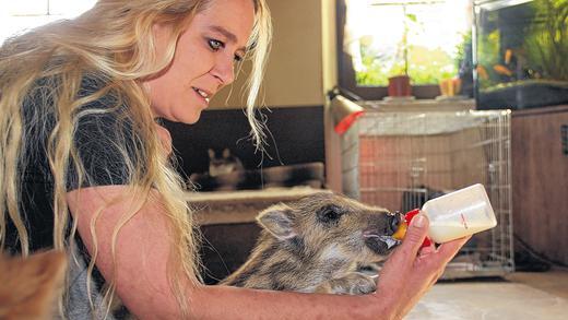 Gierig: Das vier Wochen alte Wildschwein Luise saugt die Flasche, die ihr Britta Merkel gibt, in wenigen Sekunden leer. Da bleibt kaum Zeit zum Fotografieren.