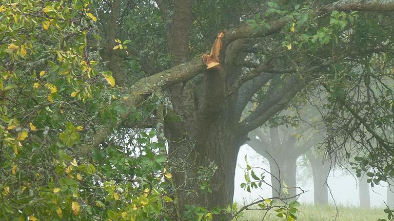 Durch Wind oder Alter kann es bei Bäumen zum Astbruch kommen – im Wald wie auch auf Streuobstwiesen oder an Bäumen am Wegesrand.